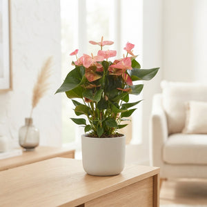 Pink Anthurium – 17cm Pot, 70cm High