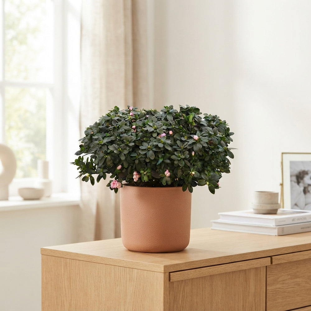 Rhododendron azalea (Rhododendron simsii) – 14cm Pot