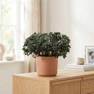 Rhododendron azalea (Rhododendron simsii) – 14cm Pot