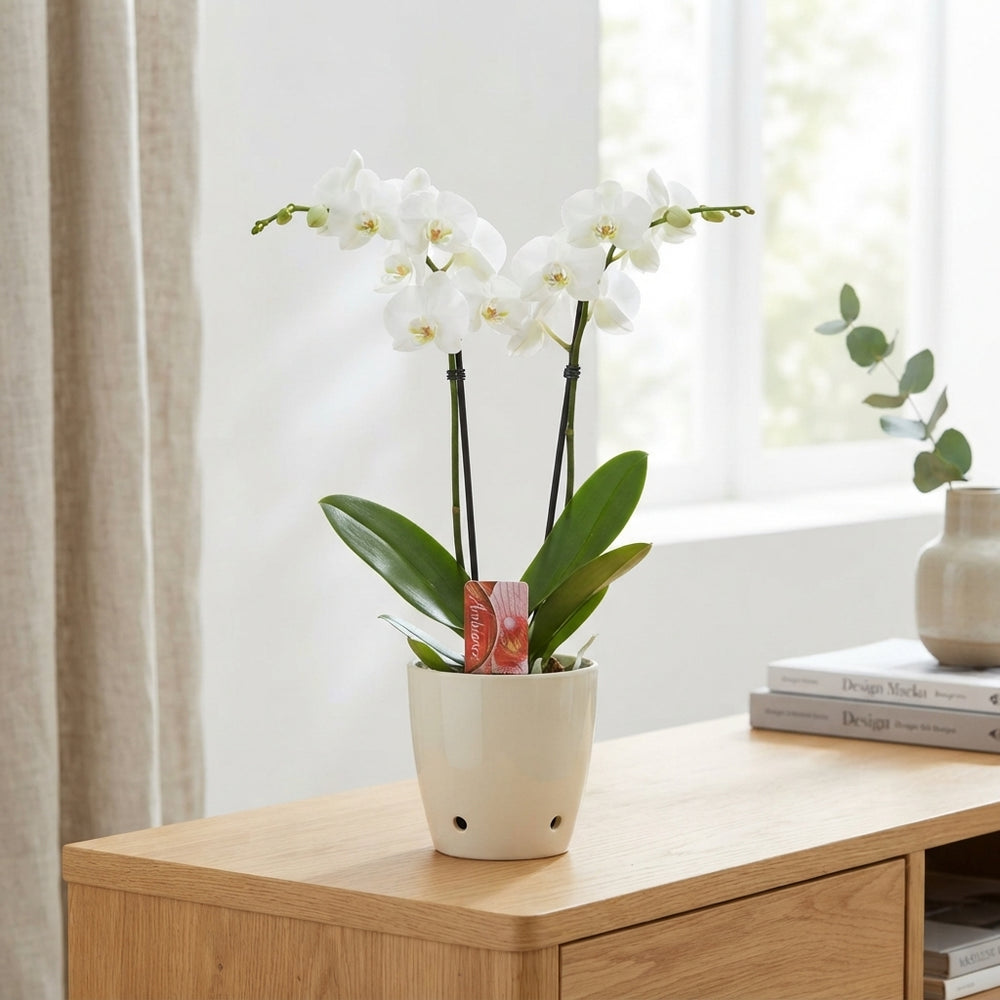 White Phalaenopsis Orchid ‘Snow Compass’ – 12cm Pot