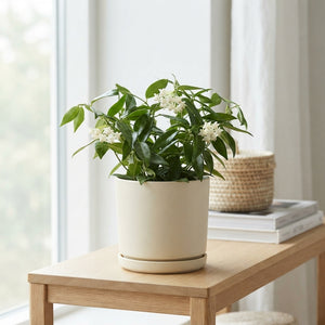 Hoya Bella Wax Plant – 12cm Pot