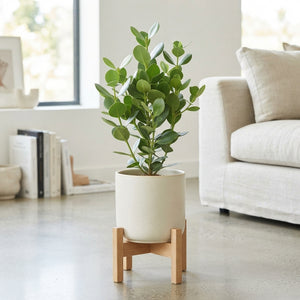Clusia Princess – 17cm Pot, Approx. 70cm High