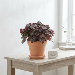 Heuchera ‘Palace Purple’ – 15cm Pot
