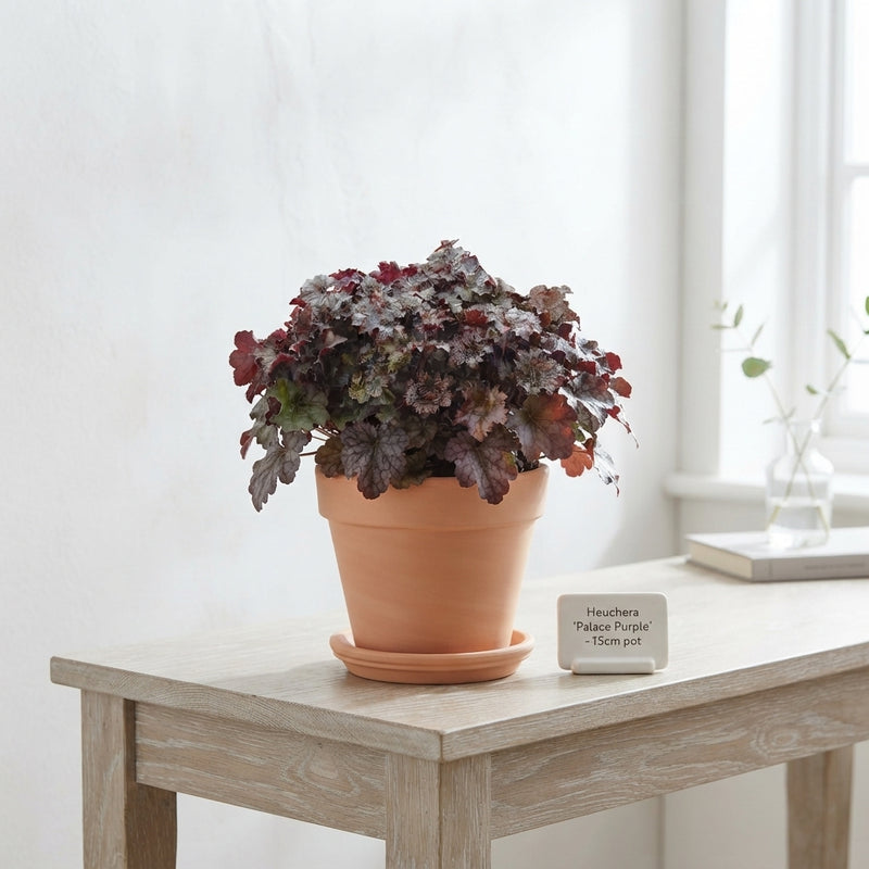 Heuchera ‘Palace Purple’ – 15cm Pot