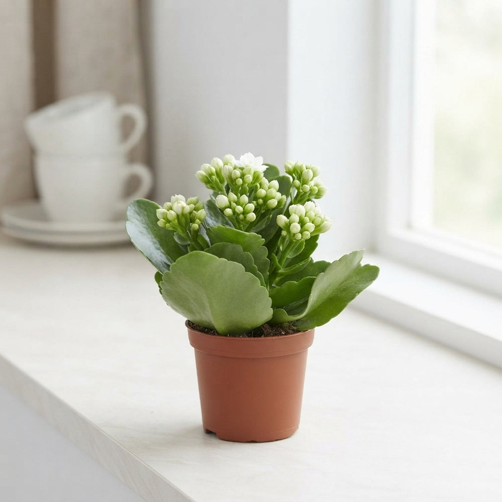 White Double Kalanchoe – 7cm Pot