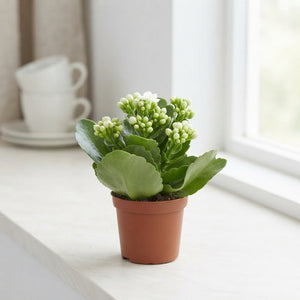 White Double Kalanchoe – 7cm Pot