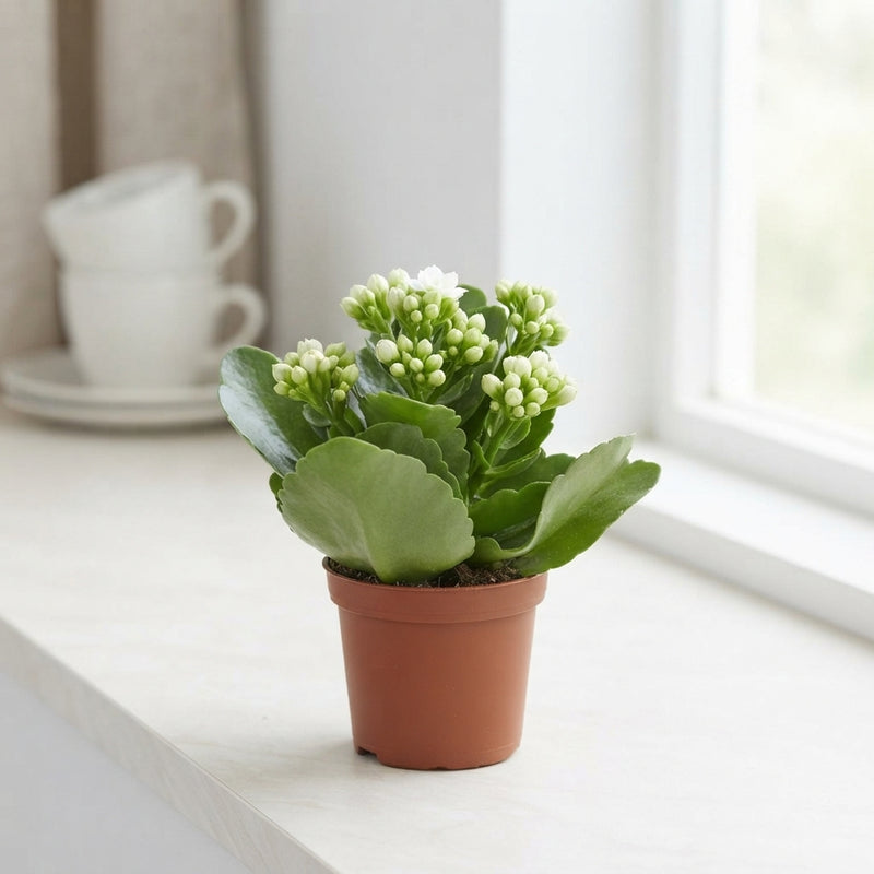 White Double Kalanchoe – 7cm Pot