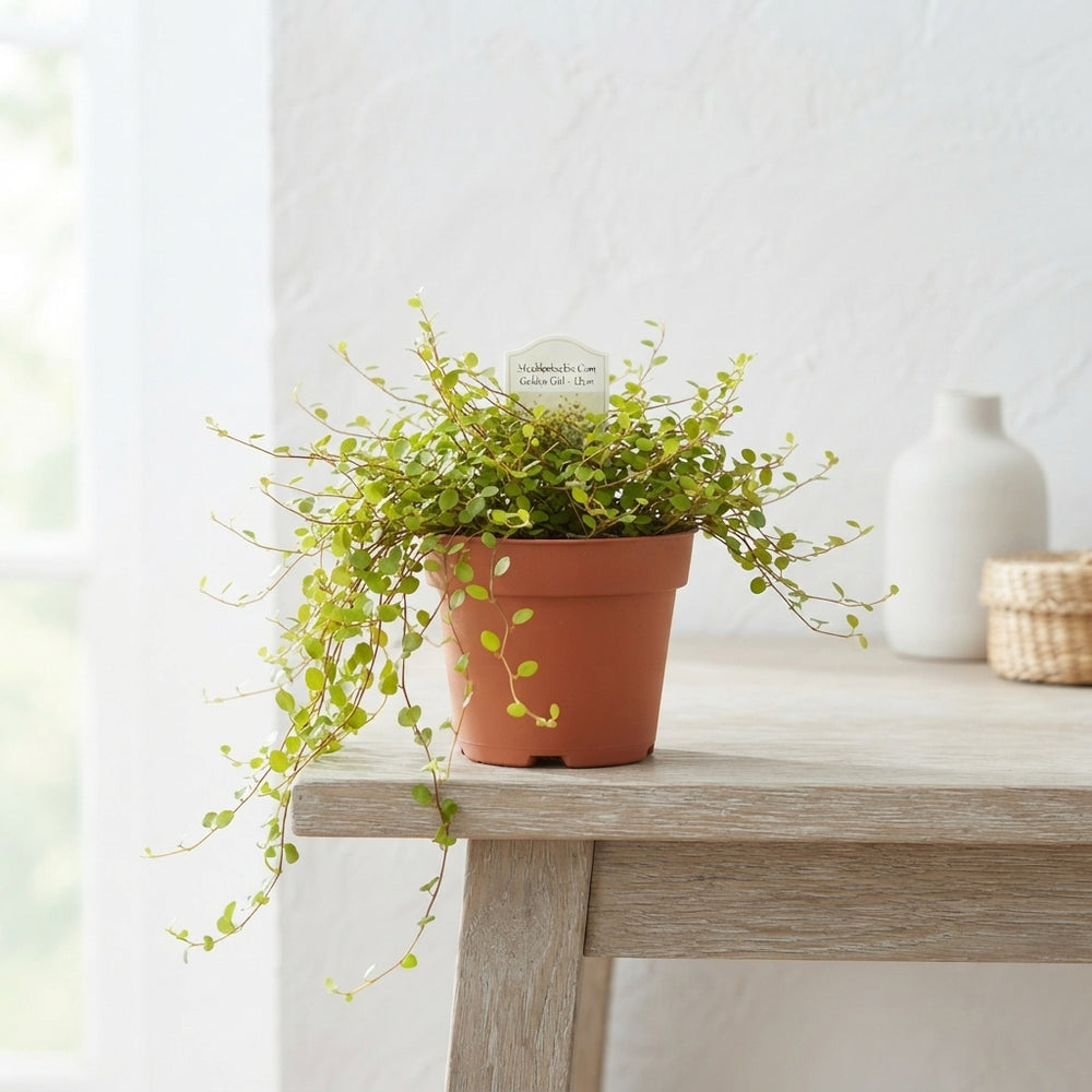 Golden Muehlenbeckia ‘Golden Girl’ – 12cm Pot