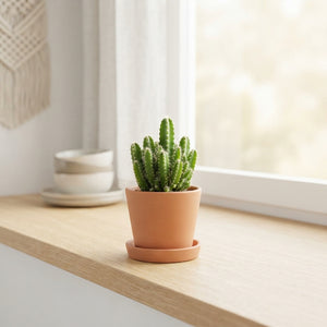 Dragon Fruit Cactus (Hylocereus undatus) – 5.5cm Pot
