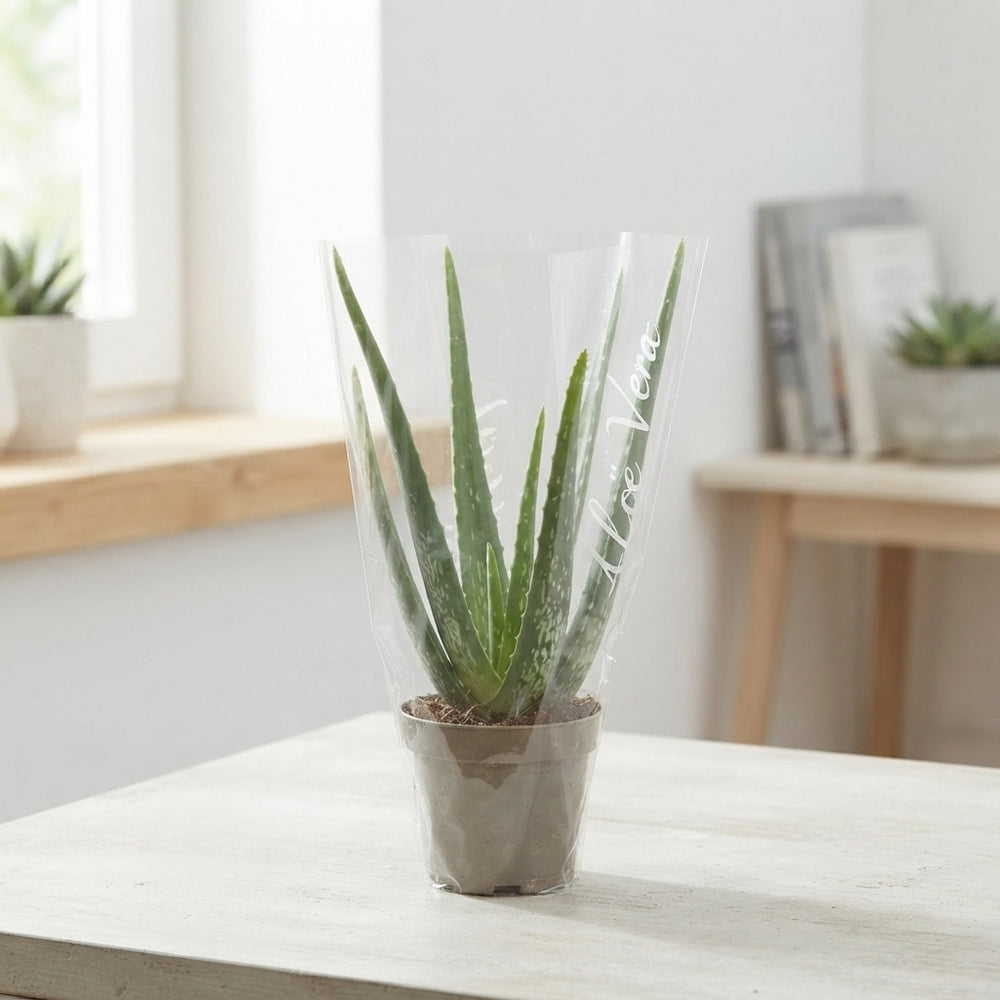 Aloe Vera Plant – 12cm Pot, Approx. 38cm High