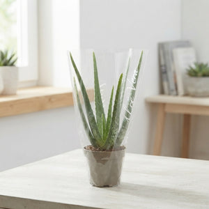 Aloe Vera Plant – 12cm Pot, Approx. 38cm High