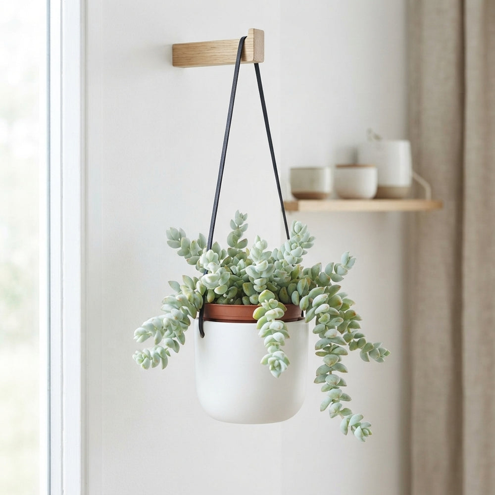 Mixed Crassula Succulent – 12cm Pot, 25cm High