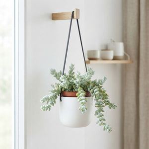 Mixed Crassula Succulent – 12cm Pot, 25cm High