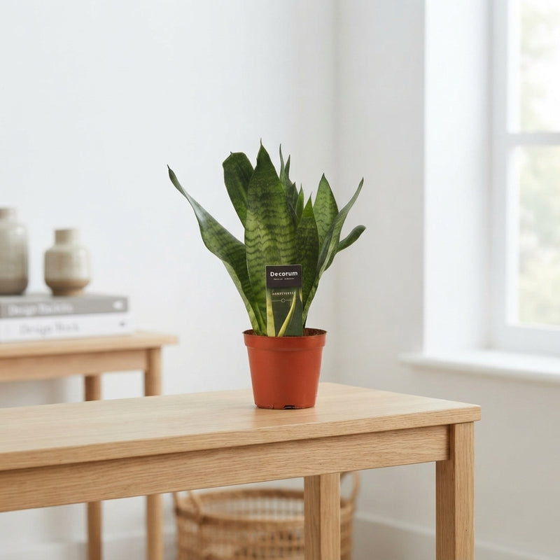 Snake Plant (Sansevieria trifasciata) – 12cm Pot