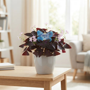 Oxalis triangularis – 11.5cm Pot, Approx. 25cm High