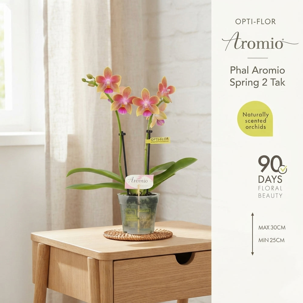 Yellow Phalaenopsis Orchid – 7cm Pot