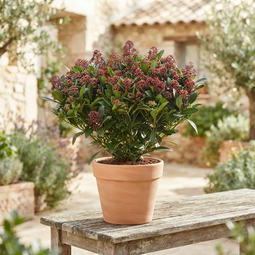 Skimmia japonica 'Rubella' – 15cm Pot, 45cm