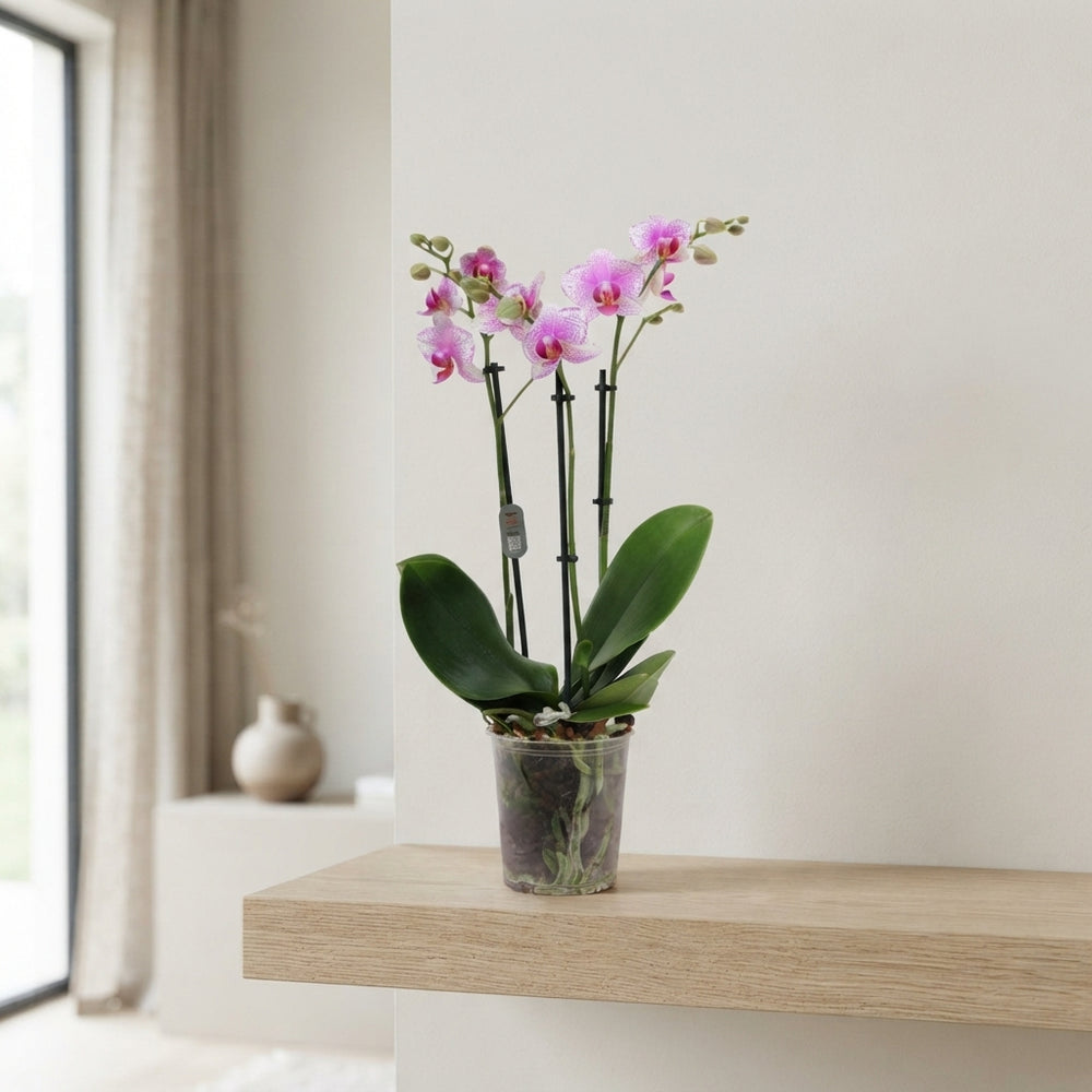 Pink Phalaenopsis Orchid – 3 Stem, 12cm Pot