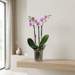 Pink Phalaenopsis Orchid – 3 Stem, 12cm Pot