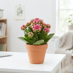 Double-Flowered Kalanchoe – 7cm Pot
