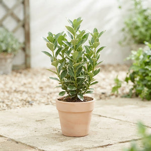 Silver Queen Euonymus ‘Silver Simon’ – 13cm Pot