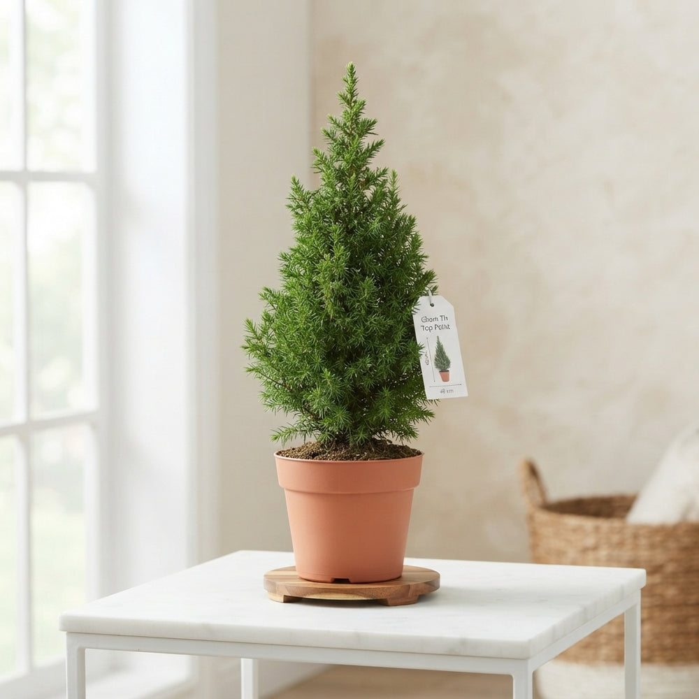 Chamaecyparis ‘Top Point’ – 13cm Pot, 45cm High