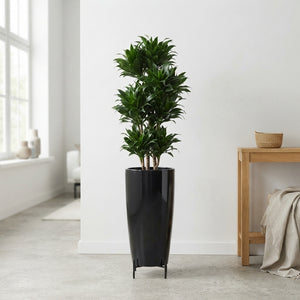 Dracaena Compacta Dragon Tree – 33cm Pot, 140cm High