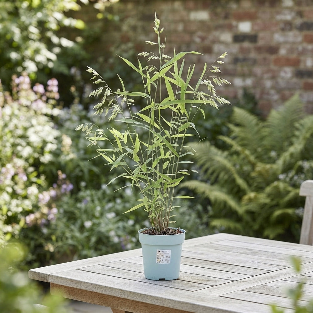 Northern Sea Oats (Chasmanthium latifolium) – 17cm Pot