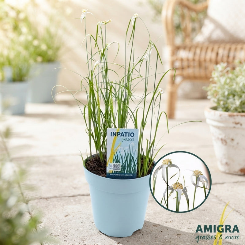 White Star Grass (Rhynchospora colorata) – 17cm Pot