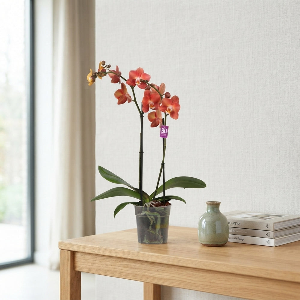 Mixed Phalaenopsis Orchid – 12cm Pot, 45cm High