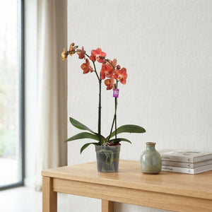 Mixed Phalaenopsis Orchid – 12cm Pot, 45cm High