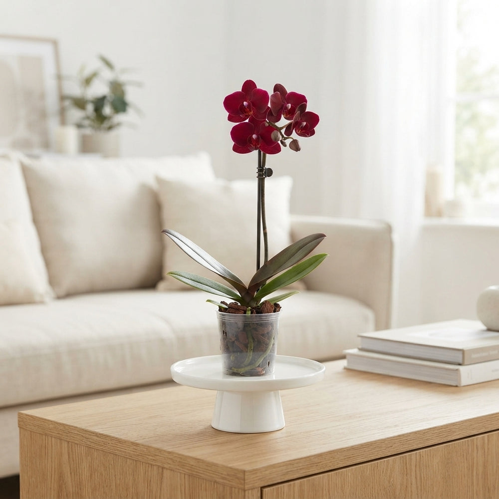 Dark Red Phalaenopsis Orchid – 12cm Pot