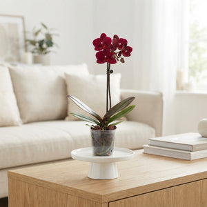 Dark Red Phalaenopsis Orchid – 12cm Pot