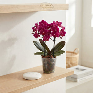 Mixed Phalaenopsis Orchid – 12cm Pot, 35cm High