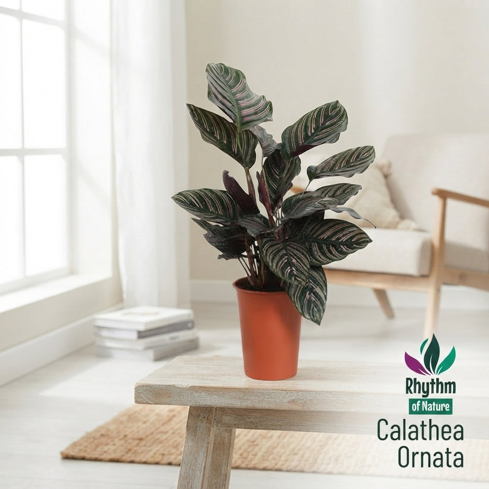 Calathea Ornata Prayer Plant – 14cm Pot