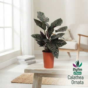 Calathea Ornata Prayer Plant – 14cm Pot