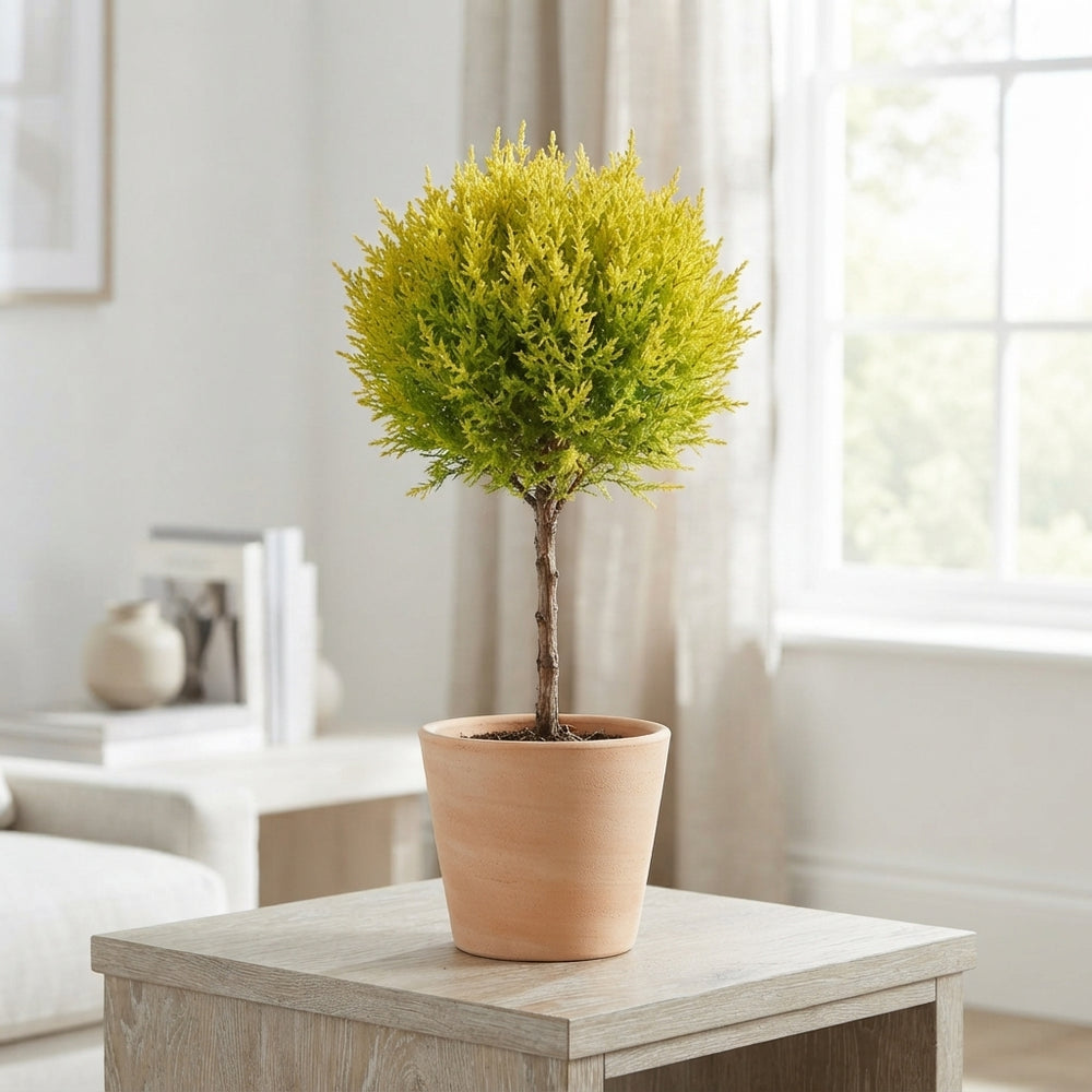 Goldcrest Cypress (Cupressus macrocarpa) – 10.5cm Pot
