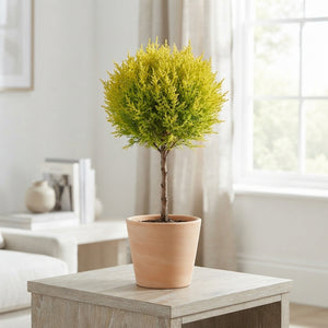 Goldcrest Cypress (Cupressus macrocarpa) – 10.5cm Pot