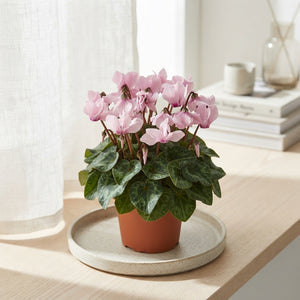 Pink Persian Cyclamen (Cyclamen persicum) – 10.5cm Pot