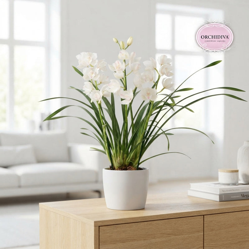 White Cymbidium Orchid – 14cm Pot, 75cm High