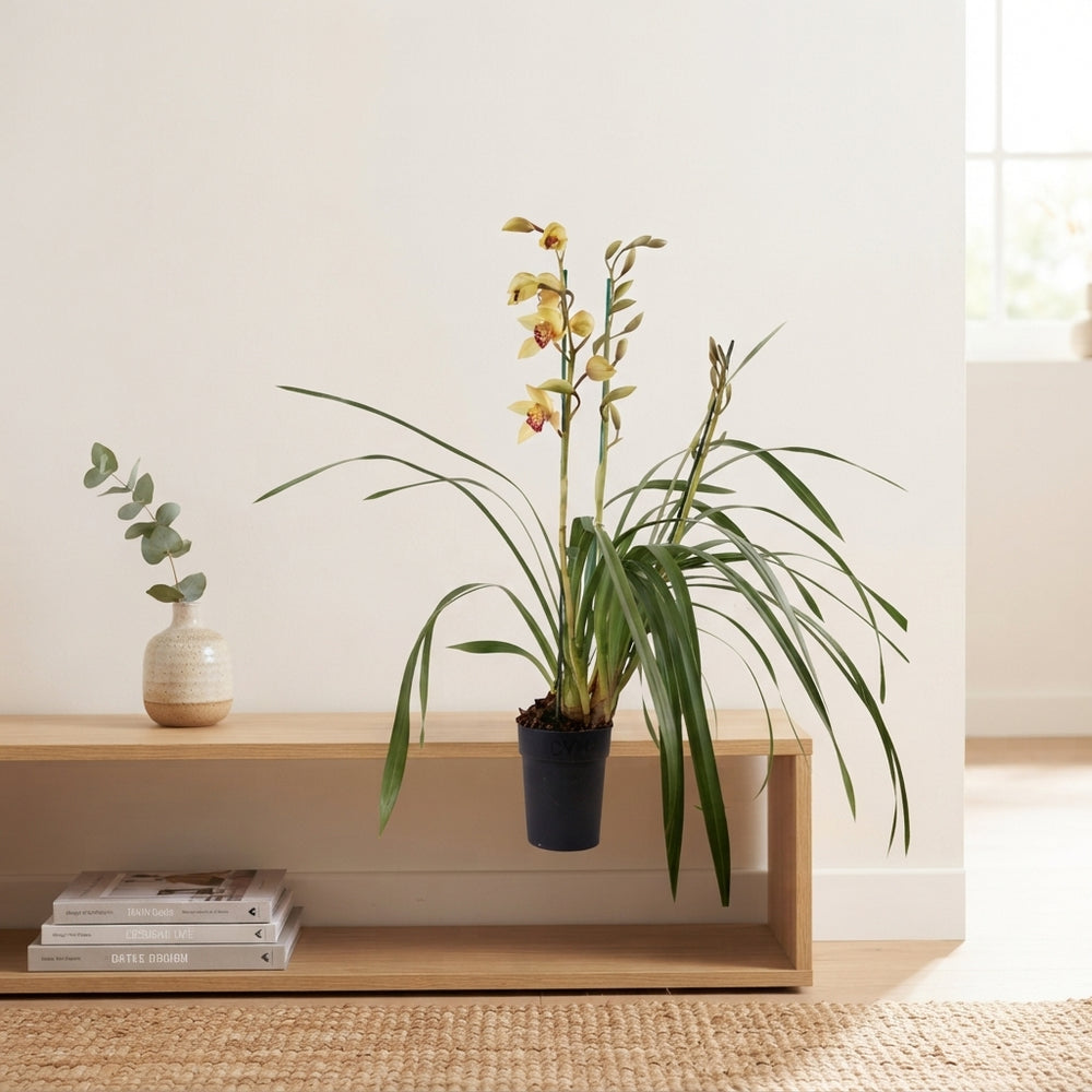 Mixed Cymbidium Orchid – 14cm Pot, 85cm Tall