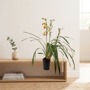Mixed Cymbidium Orchid – 14cm Pot, 85cm Tall