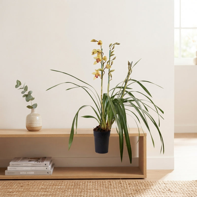 Mixed Cymbidium Orchid – 14cm Pot, 85cm Tall