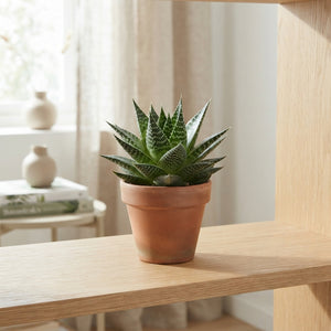 Aloe ‘Norra’ – 8.5cm Pot