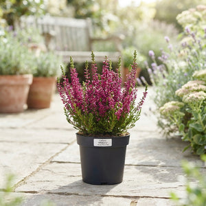 Wildberry Heather (Calluna vulgaris) – 13cm Pot