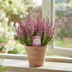 Calluna Garden Girls Heather ‘Fluffy Duo’ – 11cm Pot