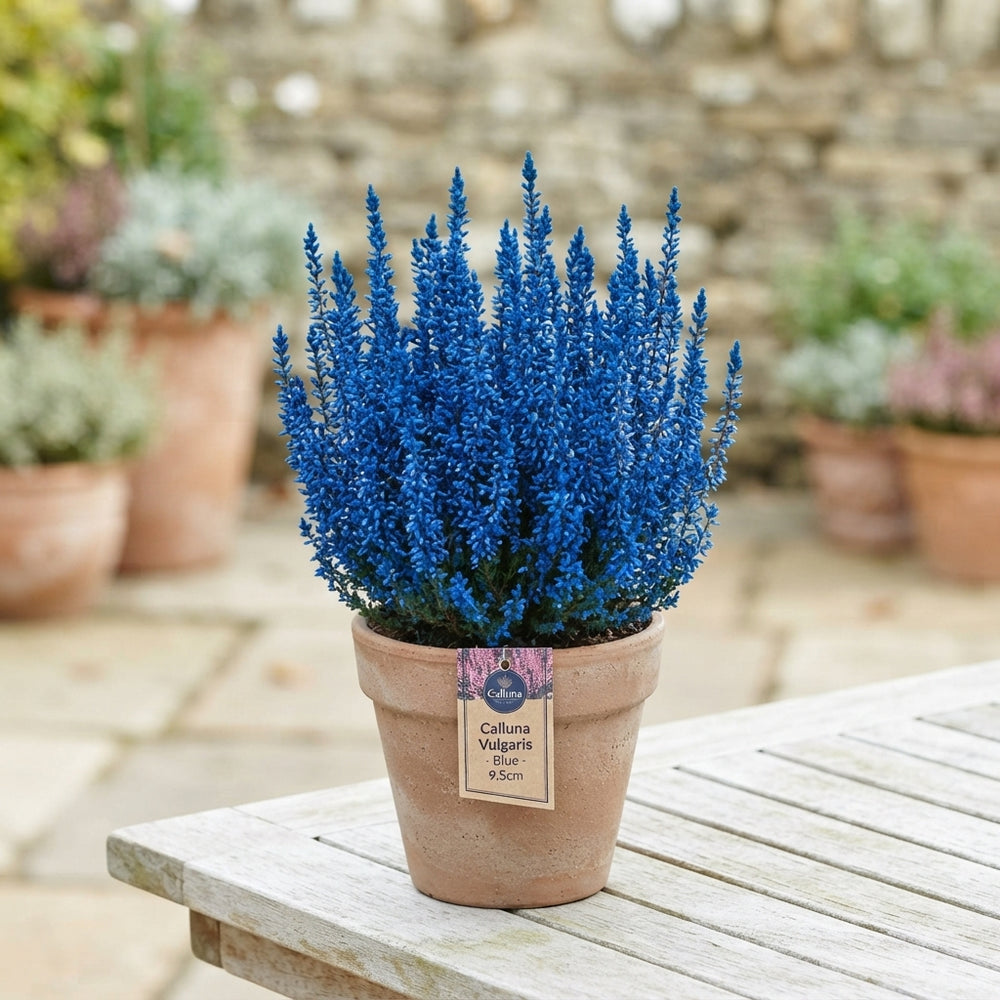 Blue Dyed Heather (Calluna vulgaris) – 9.5cm Pot