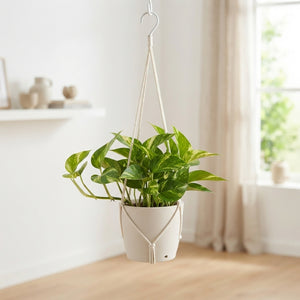 Golden Pothos (Epipremnum aureum) Hanging Plant – 17cm Pot