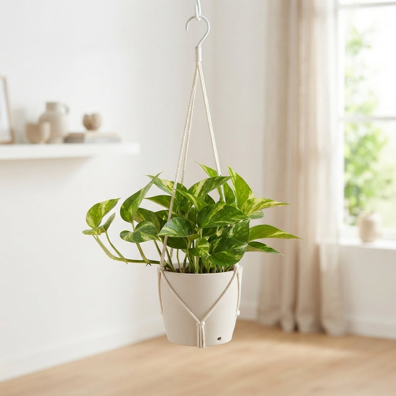 Golden Pothos (Epipremnum aureum) Hanging Plant – 17cm Pot
