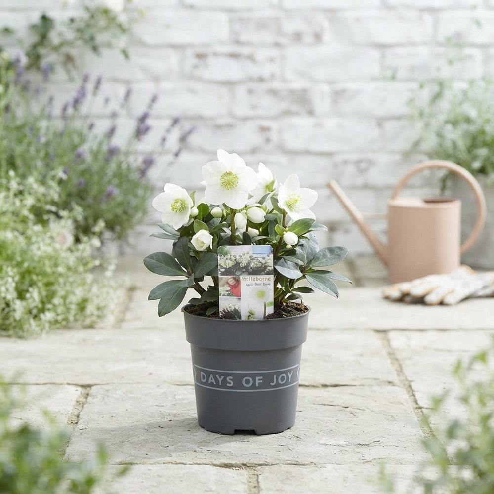 Hellebore ‘Mont Blanc’ – 13cm Pot